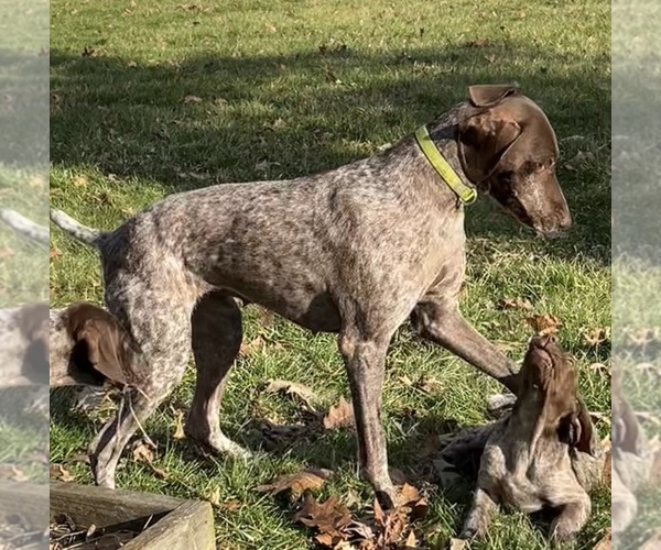 Medium Photo #1 German Shorthaired Pointer Puppy For Sale in STRAWBERRY POINT, IA, USA
