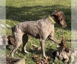 Small Photo #1 German Shorthaired Pointer Puppy For Sale in STRAWBERRY POINT, IA, USA