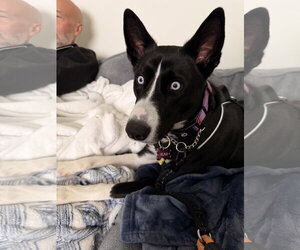 COURTESY POST: Rumi - Female Siberian Husky-Unknown Mix Dog for Adoption - Photo #3