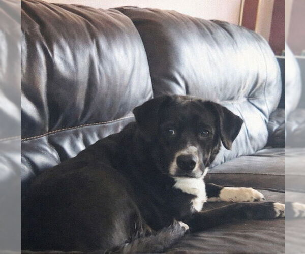 Medium Photo #2 Labrador Retriever-Unknown Mix Puppy For Sale in Gibbstown, NJ, USA