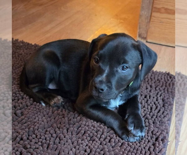 Medium Photo #3 Dachsador Puppy For Sale in Aurora, IN, USA