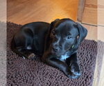 Small #2 Dachsador