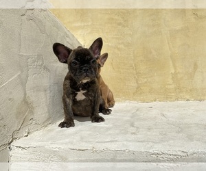 French Bulldog Puppy for sale in MORENO VALLEY, CA, USA