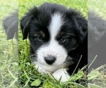 Small Photo #11 Australian Shepherd Puppy For Sale in MORROW, OH, USA