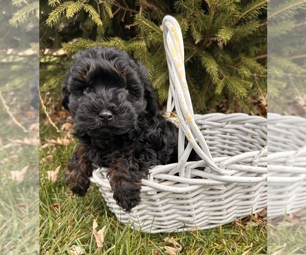Medium Photo #5 Cavapoo Puppy For Sale in MIDDLEBURY, IN, USA