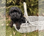 Small #4 Cavapoo