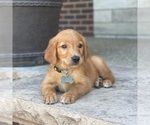 Small Photo #43 Golden Retriever Puppy For Sale in WOLCOTT, IN, USA