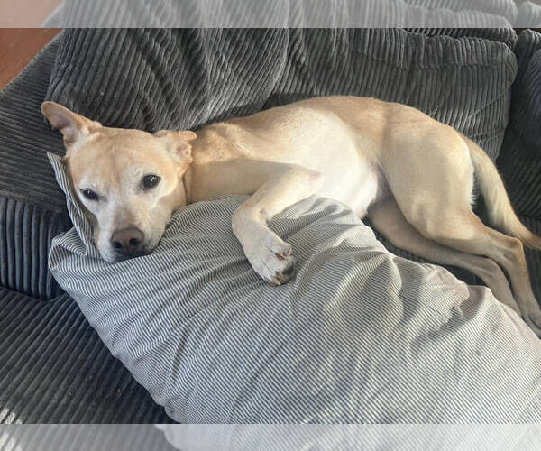 Medium Photo #5 Mutt Puppy For Sale in St. Louis Park, MN, USA