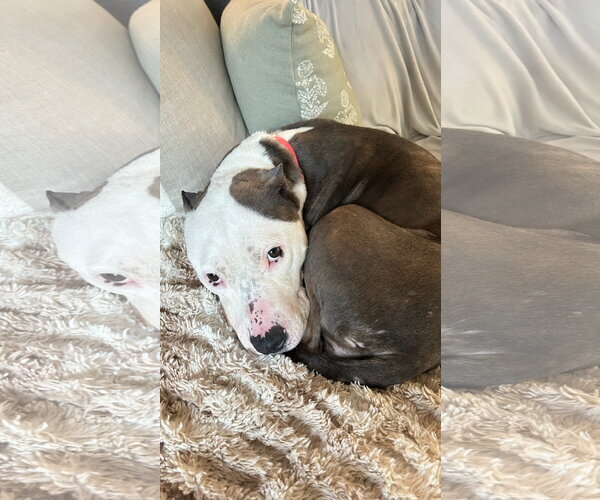 Medium Photo #4 American Pit Bull Terrier Puppy For Sale in Alexandria, VA, USA