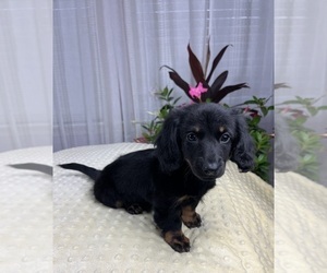 Dachshund Puppy for sale in GREENWOOD, IN, USA