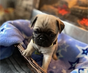 Pug Puppy for sale in EAST WENATCHEE, WA, USA