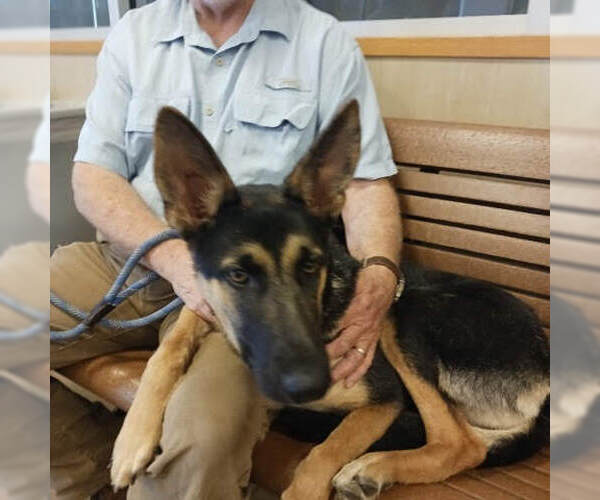 Medium Photo #2 German Shepherd Dog Puppy For Sale in columbia, SC, USA