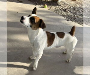 Jack Russell Terrier Dogs for adoption in Emmett, ID, USA