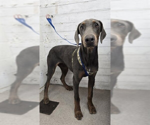 Medium Photo #1 Doberman Pinscher Puppy For Sale in San Bernardino, CA, USA