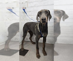 Doberman Pinscher Dogs for adoption in San Bernardino, CA, USA