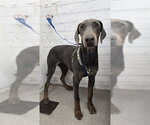 Small Doberman Pinscher