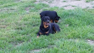 Mother of the Rottweiler puppies born on 05/17/2017