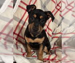 Small #3 Rottweiler Mix