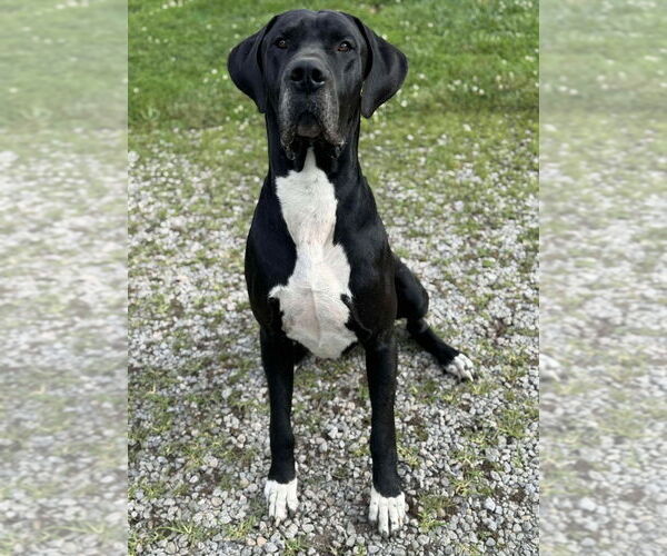Medium Photo #1 Great Dane Puppy For Sale in Bullard, TX, USA