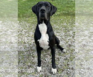 Great Dane Dogs for adoption in Bullard, TX, USA