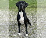 Small Great Dane
