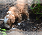 Small #3 Cavapoo-Poodle (Toy) Mix