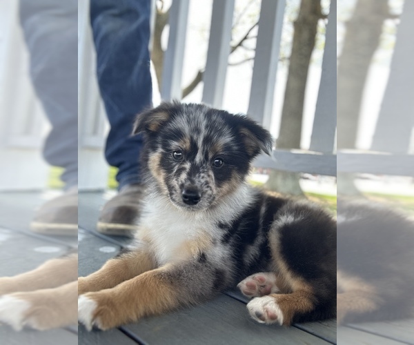 Medium Photo #1 Miniature Australian Shepherd Puppy For Sale in MARYSVILLE, IN, USA