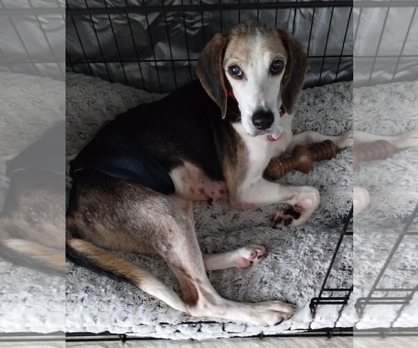 Medium Photo #6 Beagle Puppy For Sale in Dunnellon, FL, USA