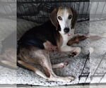 Small #5 Beagle