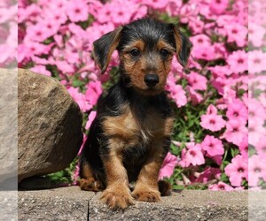 Dorkie Puppy for sale in FREDERICKSBG, OH, USA