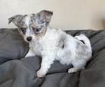 Puppy LongHairedFemal Chihuahua