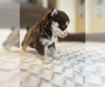 Small #3 Pomsky