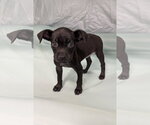 Small Photo #2 Chihuahua-Unknown Mix Puppy For Sale in Oakhurst, NJ, USA