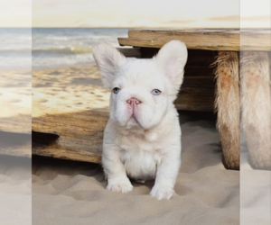 French Bulldog Puppy for sale in FORT LAUDERDALE, FL, USA
