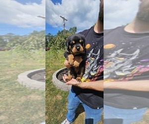 Rottweiler Puppy for sale in FRONT ROYAL, VA, USA