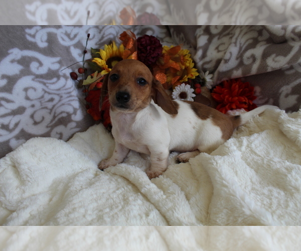 Medium Photo #13 Dachshund Puppy For Sale in SHILOH, OH, USA