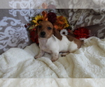 Small #12 Dachshund