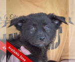 Small Australian Shepherd Mix