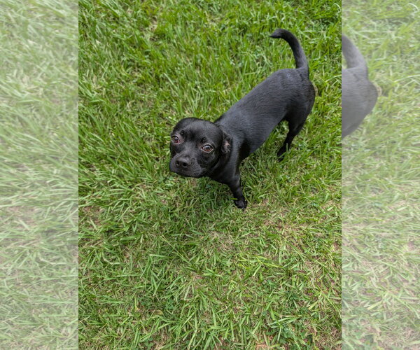Medium Photo #2 Faux Frenchbo Bulldog Puppy For Sale in The Woodlands, TX, USA
