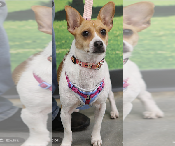 Medium Photo #1 Jack Chi Puppy For Sale in Decatur, GA, USA