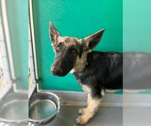 German Shepherd Dog-Unknown Mix Dogs for adoption in Visalia, CA, USA