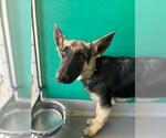 Small German Shepherd Dog Mix