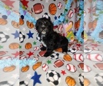 Puppy Zack Yorkshire Terrier