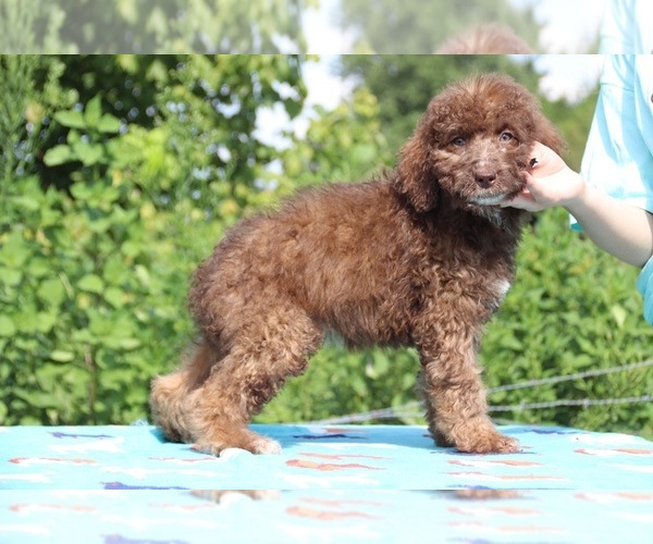 Medium Photo #6 Aussiedoodle Puppy For Sale in UNION CITY, TN, USA