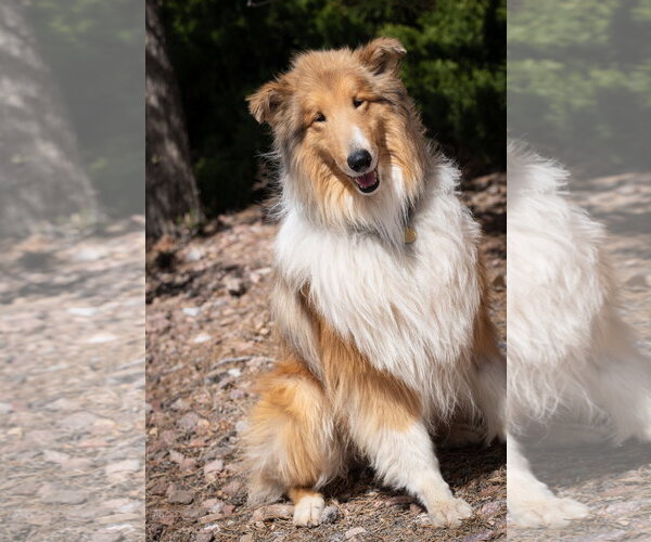 Medium Photo #1 Collie Puppy For Sale in Pueblo West, CO, USA