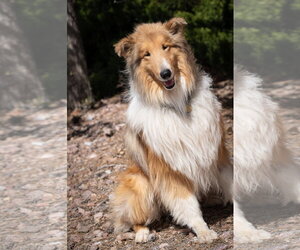 Collie Dogs for adoption in Pueblo West, CO, USA