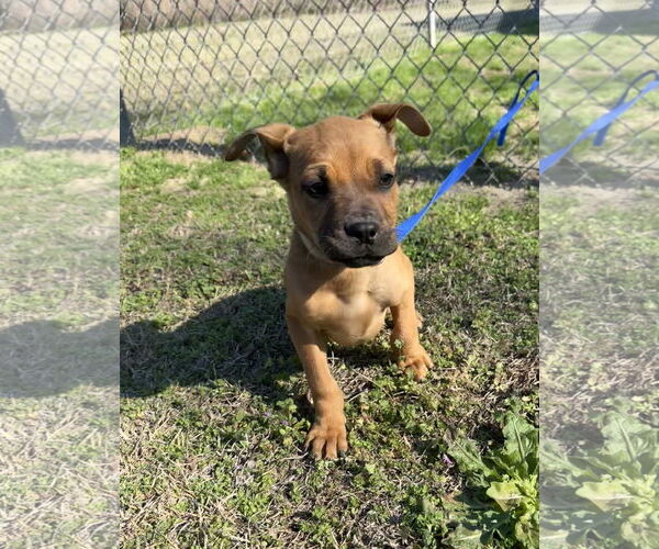 Medium Photo #2 Boxer-Unknown Mix Puppy For Sale in Tarrytown, GA, USA