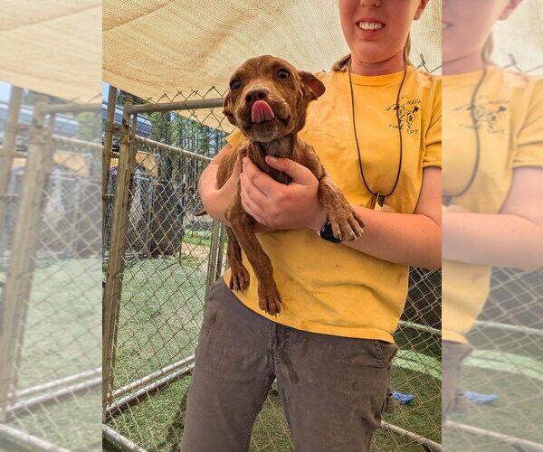 Medium Photo #4 Mutt Puppy For Sale in garner, NC, USA