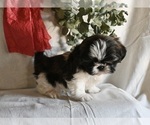 Small Photo #3 Shih Tzu Puppy For Sale in MILLERSBURG, OH, USA