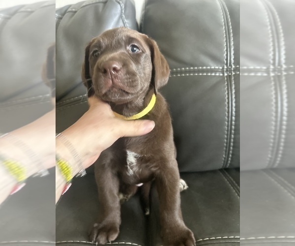 Medium Photo #1 Labrador Retriever Puppy For Sale in LEHIGH ACRES, FL, USA